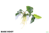Anubias Nana Long Leaf_Bare Root