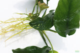 Anubias Nana Long Leaf_Bare Root