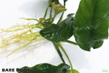 Anubias Nana Long Leaf_Bare Root