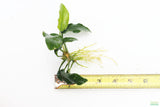 Anubias Nana Long Leaf_Bare Root