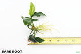 Anubias Nana Long Leaf_Bare Root