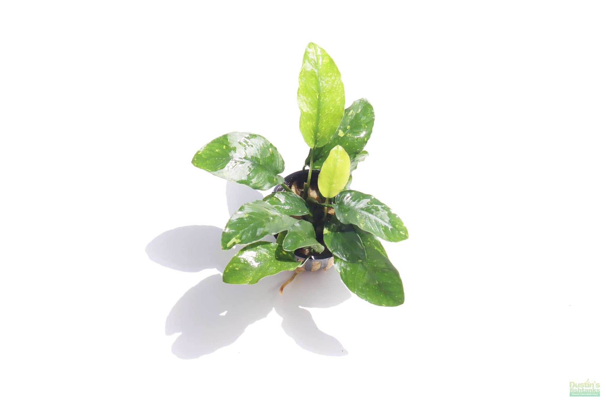 anubias nana aquarium plant Anubias Nana For Sale on Dustin's FIsh Tanks