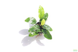 Anubias Nana Long Leaf