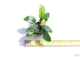 Anubias Nana Long Leaf