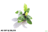 Anubias Nana Long Leaf_Potted_Aquarium Plant For Sale