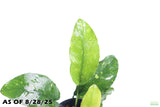Anubias Nana Long Leaf_Potted_Aquarium Plant For Sale