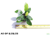Anubias Nana Long Leaf_Potted_Aquarium Plant For Sale