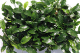 Anubias Nana Long_Aquarium Plant For Sale