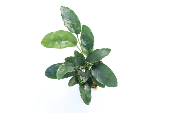 Anubias Nana Long_Aquarium Plant For Sale