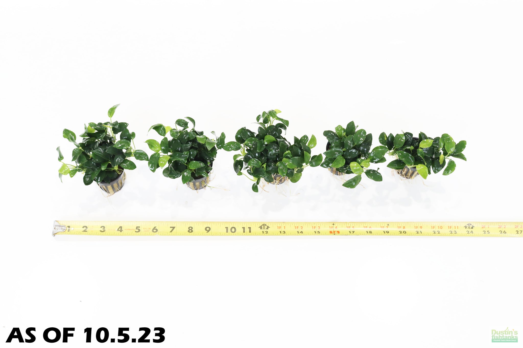 Anubias Nana Petite (Amazing Aquascaping Plant) – DustinsFishtanks