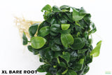 Anubias Nana Petite XL Bare Root_Aquarium Plant For Sale