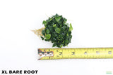 Anubias Nana Petite XL Bare Root_Aquarium Plant For Sale