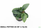 Anubias Nana_Small Potted_Aquarium Plant For Sale_WITH TEXT