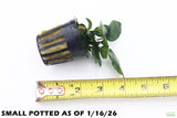 Anubias Nana_Small Potted_Aquarium Plant For Sale_WITH TEXT
