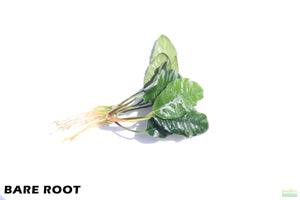 Anubias Coffeefolia on white. This dark Green Anubias has veiny elongated leaves. There is a new smaller leaf coming out of the center of the plant.