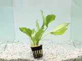 Anubias heterophylla_Aquarium plant for sale_aquarium plants for sale