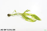 Aponogeton Ulvaceus