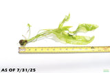 Aponogeton Ulvaceus
