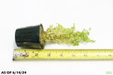 Baby Tears_Micranthemum Umbrosum_carpeting foreground plant