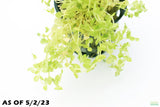 Baby Tears_carpeting foreground plant_micranthemum umbrosum_aquarium plant_Aquarium plants for sale