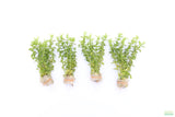 Bacopa Narrow Leaf_Aquarium Plant For Sale