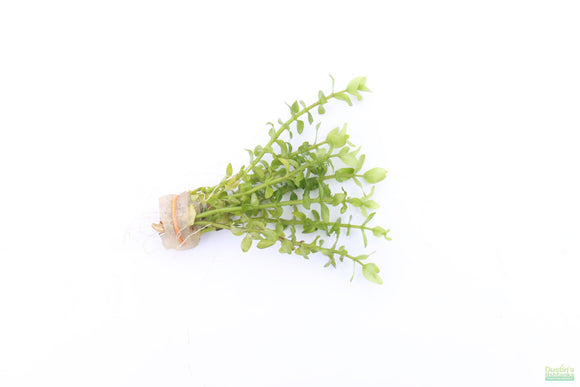 Bacopa Narrow Leaf_Aquarium Plant For Sale