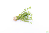 Bacopa Narrow Leaf_Aquarium Plant For Sale