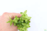 Bacopa Narrow Leaf_Aquarium Plant For Sale