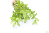 Bacopa Narrow Leaf_Aquarium Plant For Sale