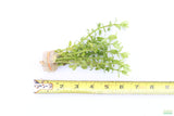 Bacopa Narrow Leaf_Aquarium Plant For Sale