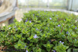 Bacopa Yellow Flame_Above Water Grown_Aquarium plant For sale