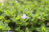 Bacopa Yellow Flame_Above Water Grown_Aquarium plant For sale