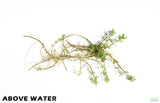 Bacopa Yellow Flame_Above Water Grown_Aquarium plant For sale