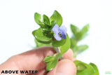 Bacopa Yellow Flame_Above Water Grown_Aquarium plant For sale