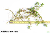 Bacopa Yellow Flame_Above Water Grown_Aquarium plant For sale