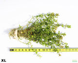 Bacopa Yellow Flame_XL_aquarium plant for sale