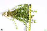 Bacopa Yellow Flame_XL_aquarium plant for sale