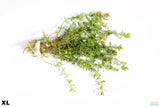 Bacopa Yellow Flame_XL_aquarium plant for sale