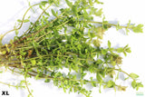 Bacopa Yellow Flame_XL_aquarium plant for sale