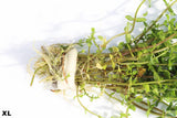 Bacopa Yellow Flame_XL_aquarium plant for sale