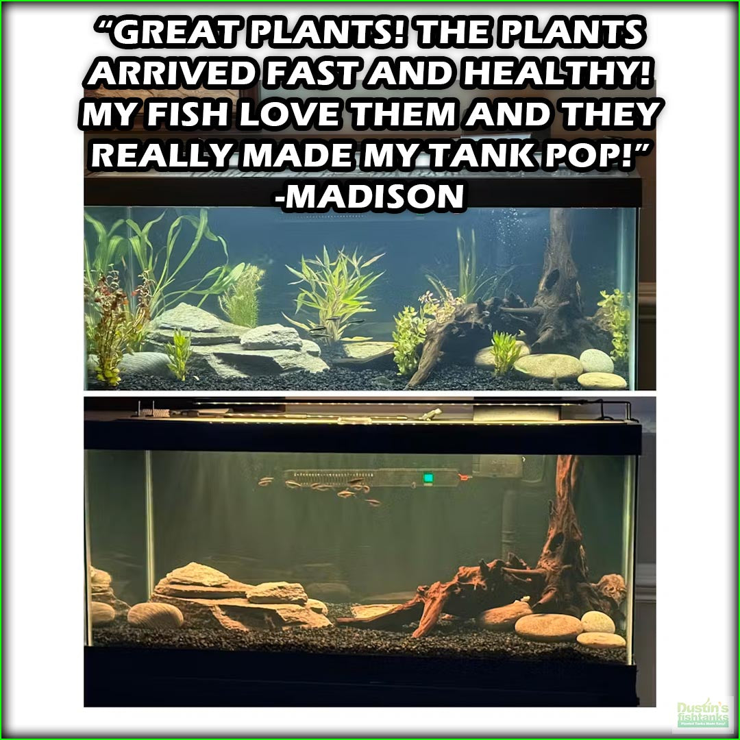 Beginner Aquarium Plant Package – DustinsFishtanks