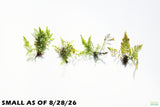 Bolbitis_Heudelotii_African Water Fern_aquarium_plant_for_sale