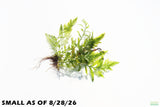 Bolbitis_Heudelotii_African Water Fern_aquarium_plant_for_sale