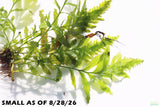Bolbitis_Heudelotii_African Water Fern_aquarium_plant_for_sale