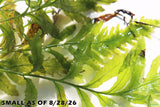 Bolbitis_Heudelotii_African Water Fern_aquarium_plant_for_sale