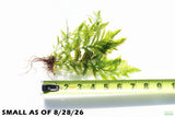 Bolbitis_Heudelotii_African Water Fern_aquarium_plant_for_sale