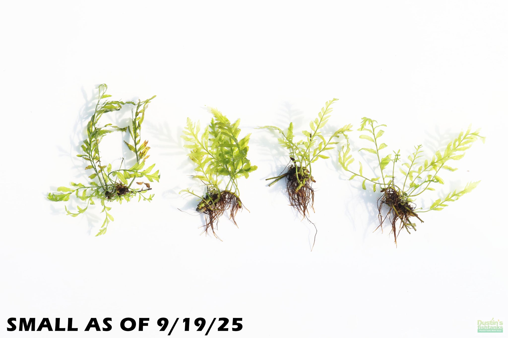 Bolbitis (BULLET PROOF) heudelotii, African Water Fern – DustinsFishtanks