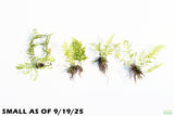 Bolbitus Heudelotii_African Water Fern_Small_Aquarium Plant For Sale