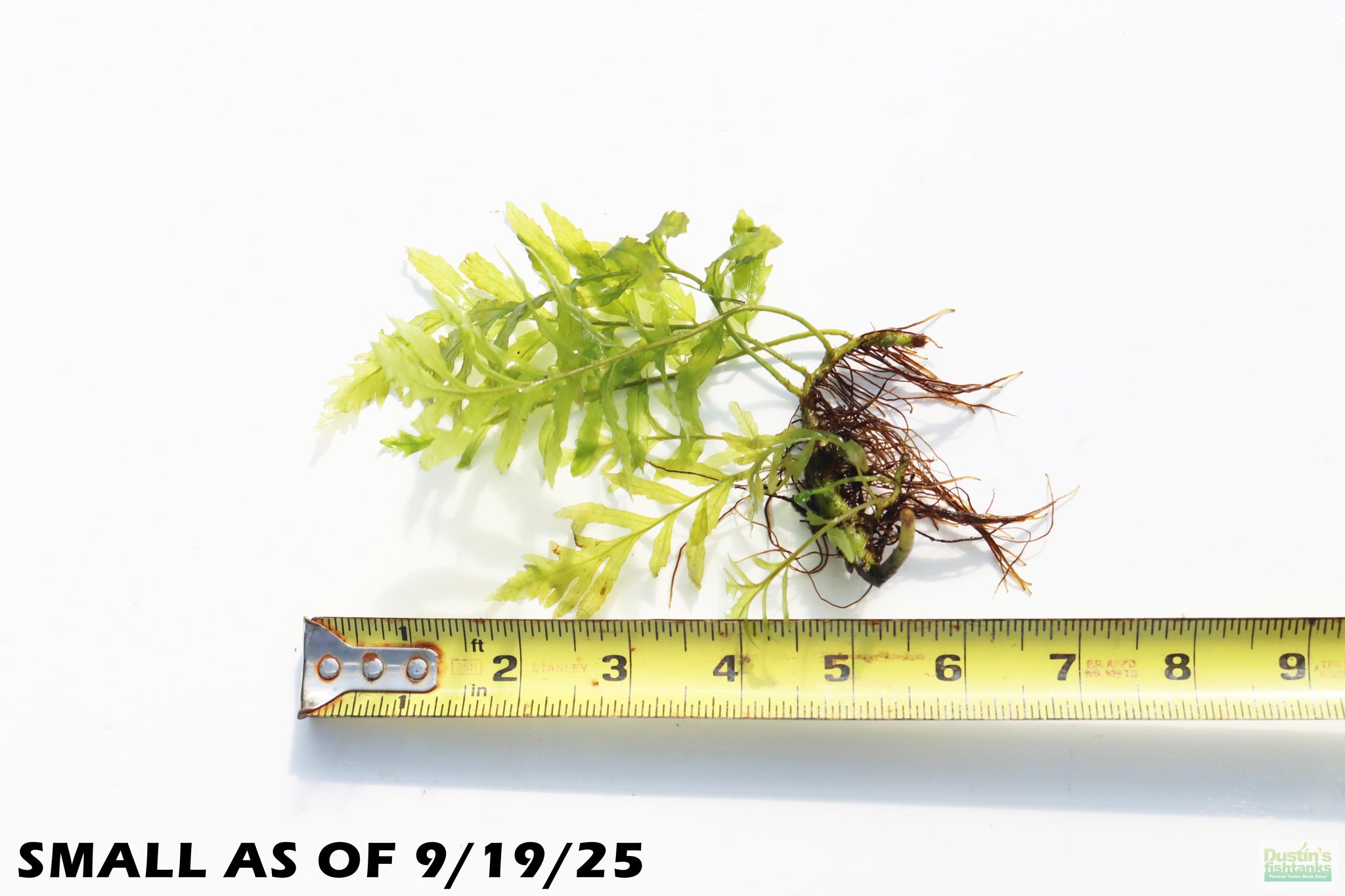 bol plant Bolbitis (BULLET PROOF) heudelotii, African Water Fern – DustinsFishtanks