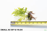 Bolbitus Heudelotii_African Water Fern_Small_Aquarium Plant For Sale